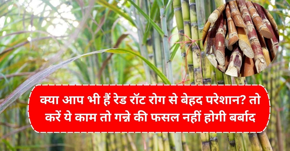 Sugarcane Farming क्‍या आप भी हैं रेड रॉट रोग से बेहद परेशान तो करें ये काम तो गन्ने की फसल नहीं होगी बर्बाद